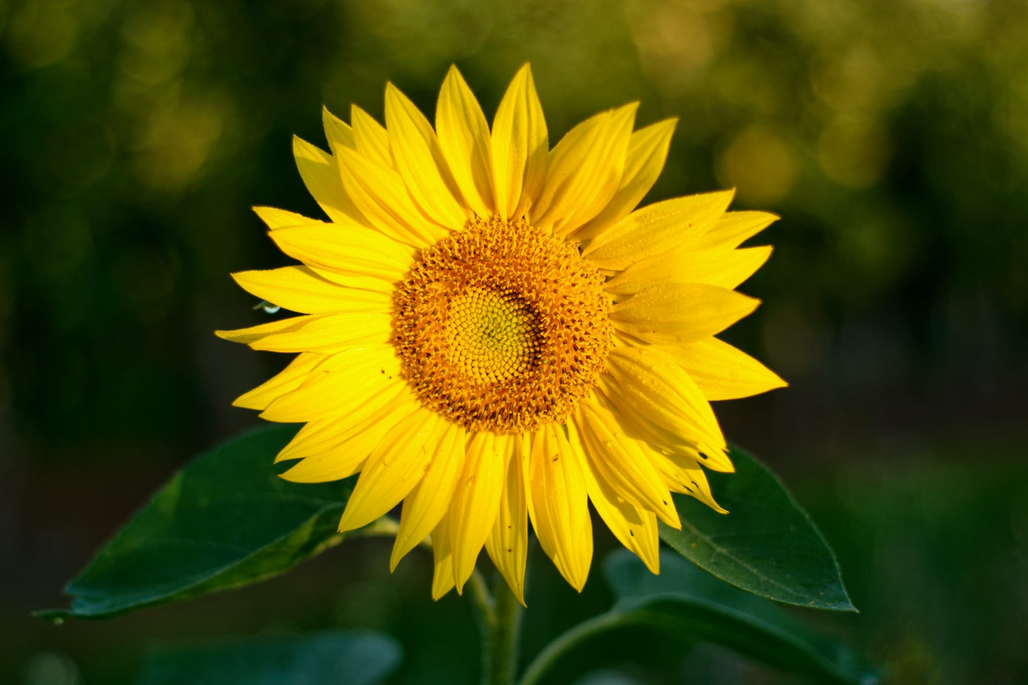Hochzeitsfotografie im natürlichen Licht